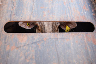 Boi observa porfresta em caminhão na fazenda tabaju, em sales (sP)
