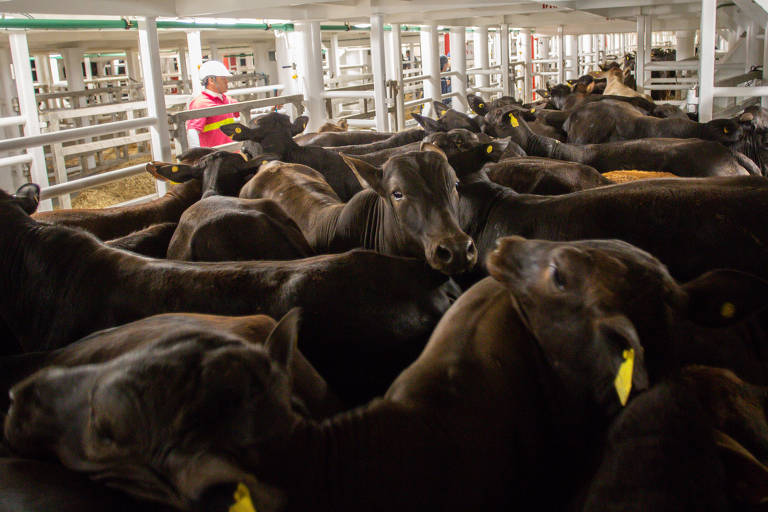 China pode comprar mais carne bovina do Brasil, diz embaixador