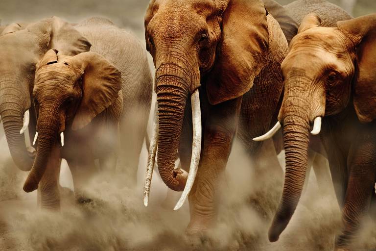 Elefantes com grandes presas correm e levantam poeira