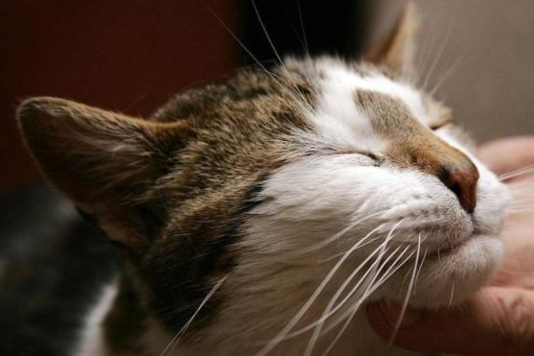 O ronronar de um gato feliz pode ser beneficial até para a saúde humana
