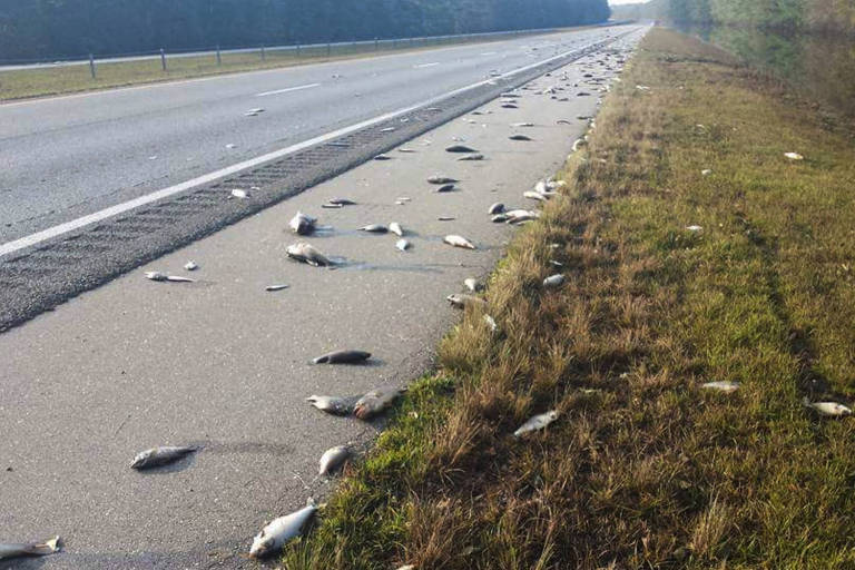 Centenas de peixes aparecem no acostamento de uma estrada