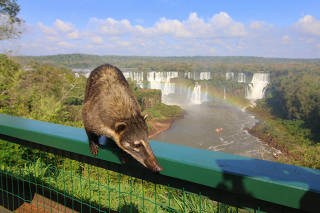 Quati no parque nacional das Cataratas do Iguaçu, localizado no Paraná