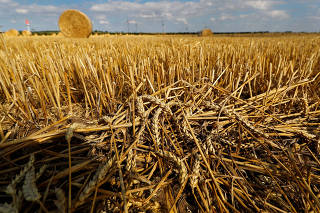 Left over wheat is seen after harvest on a field in Zeitz