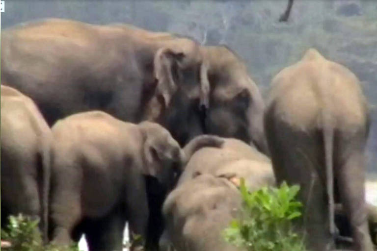 O tocante momento em que elefantes lamentam morte de líder da manada