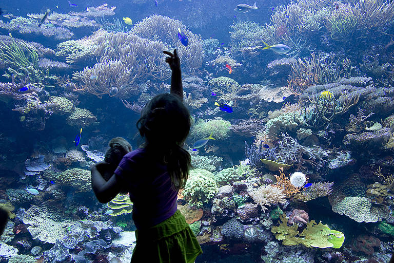 Turista observa aquário no parque temático do Sea World, em Orlando, nos EUA