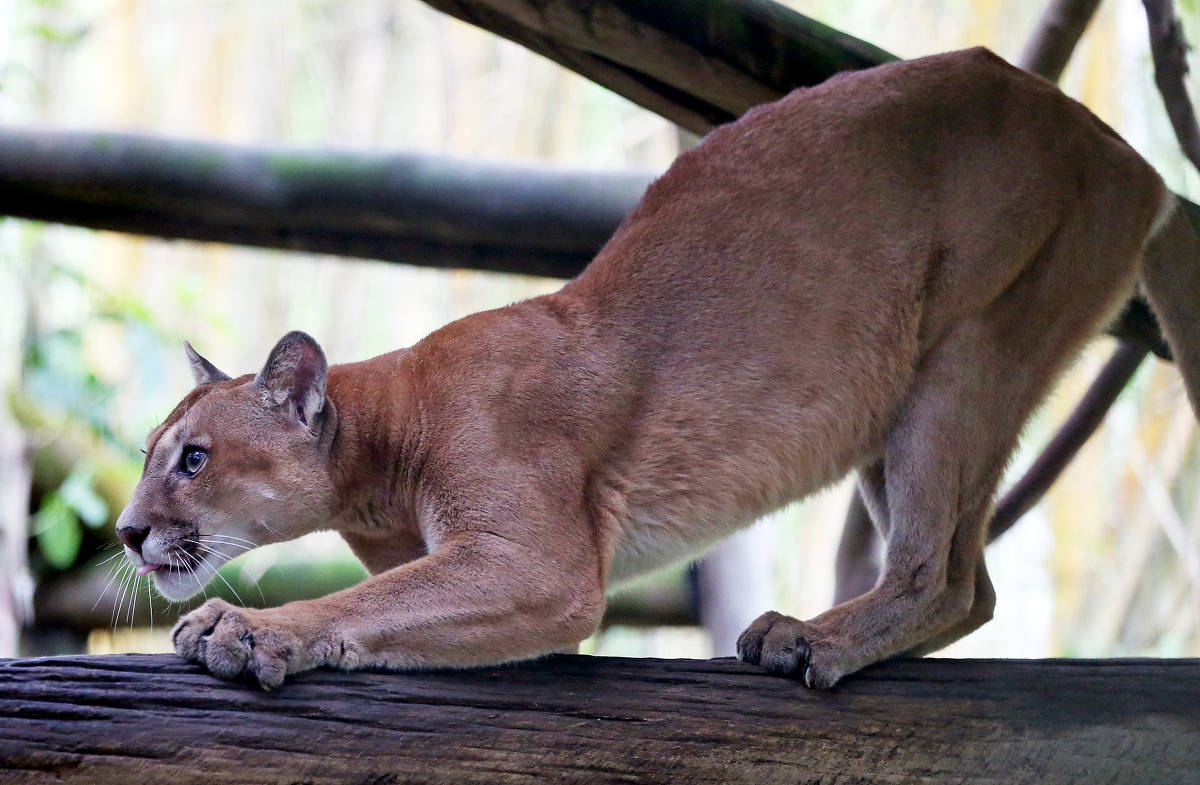 Atropelamentos de onças-pardas indicam alta presença do felino em ambientes ocupados por humanos