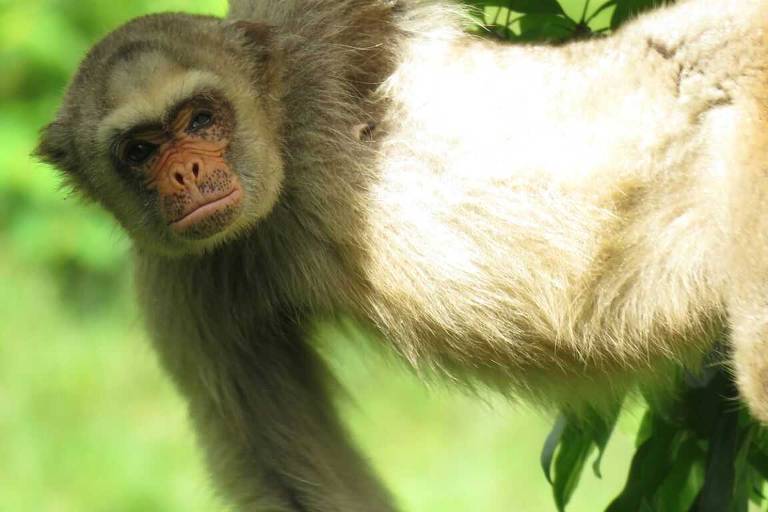 A muriqui-do-norte Esmeralda