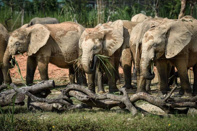Elefantes importados do Zimbabue em centro para animais em Guangzhou, na China