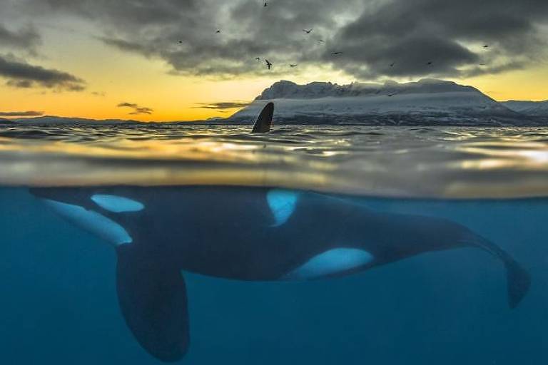Em metade da foto sob a água, vê-se uma orca; na parte de cima da foto, acima da água, o céu com sol alaranjado, uma cordilheira e a barbatana da baleia
