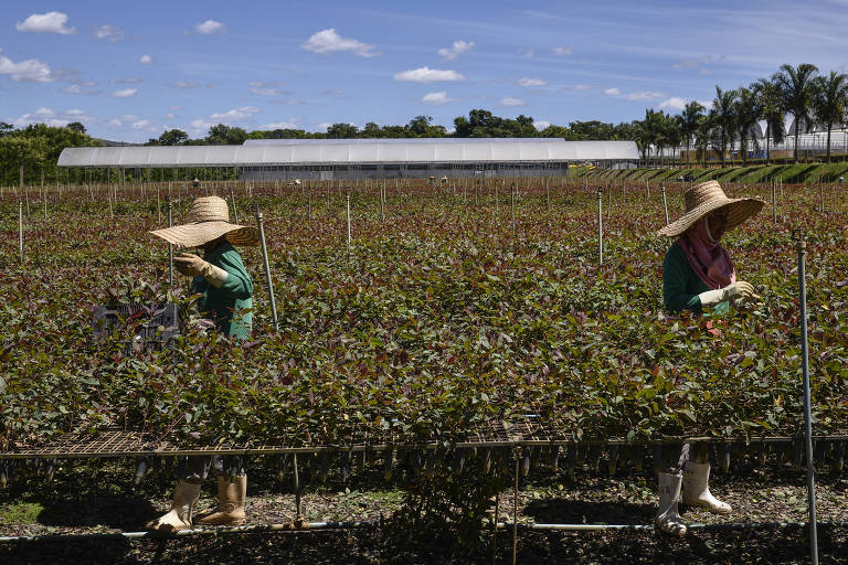 mulheres vestem chapéus sob o sol em meio a plantação de mudas