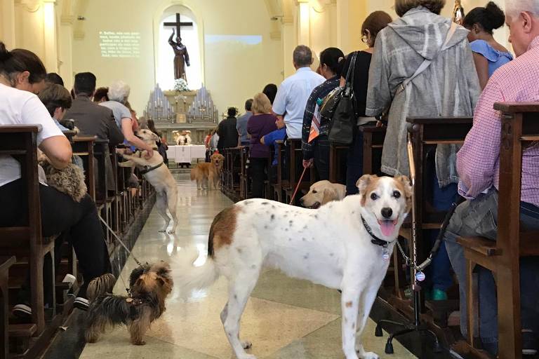 Igrejas de São Francisco organizam missas e até drive-thru de bênção a animais