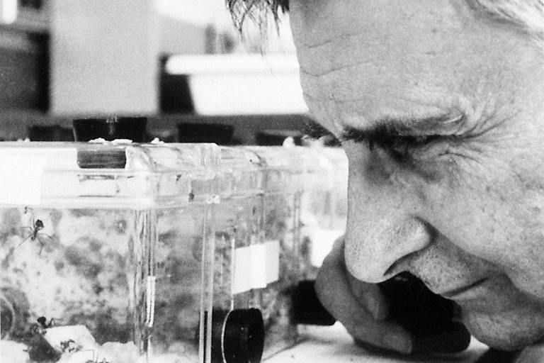 O cientista norte-americano Edward Osbourne Wilson, observa formigas em seu laboratório