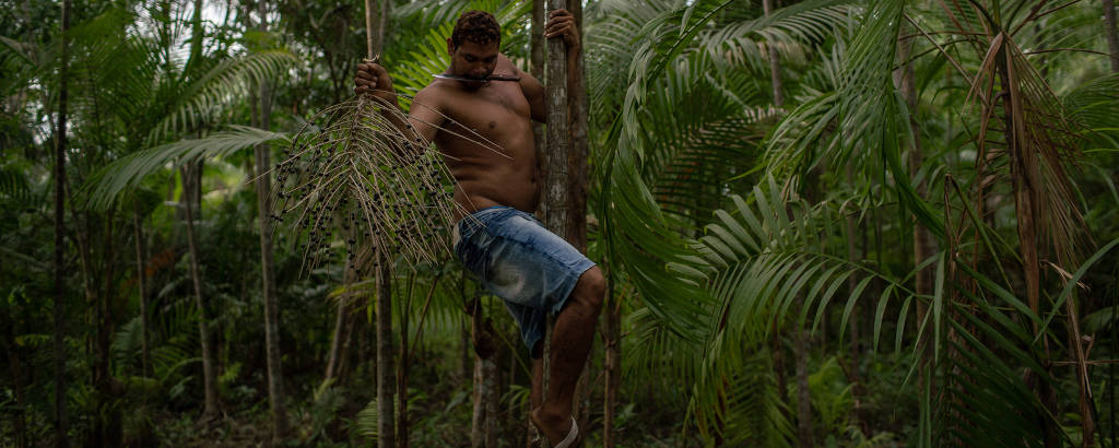 Homem em palmeira de açaí, coletando o fruto no meio da mata