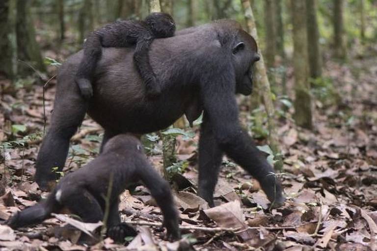 BBC News Brasil - Fêmeas preferem gorilas que se dedicam aos filhotes, aponta estudo