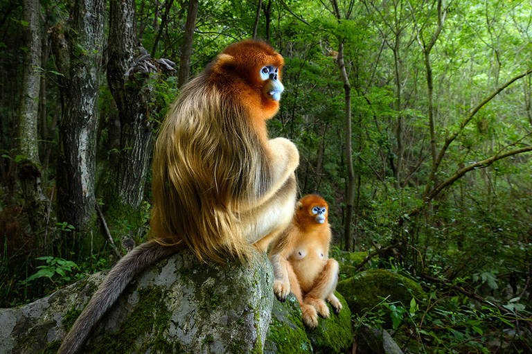Dois macacos-de-nariz-arrebitado são fotografados enquanto estão sentados sobre as pedras, olhando fixamente na mesma direção