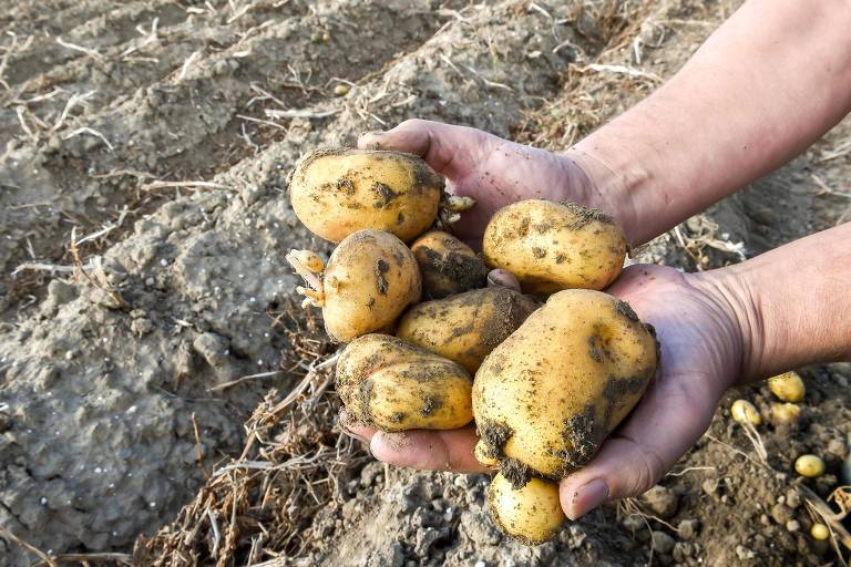 Fazendeiro mostra batatas com tubérculos deformados devido às altas temperaturas
