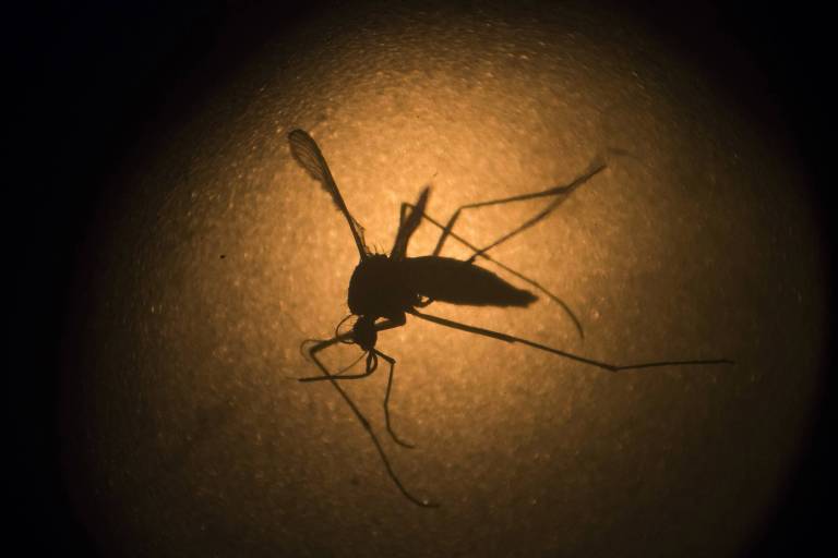 Dengue na gravidez pode elevar o risco de anomalias neurológicas em bebês