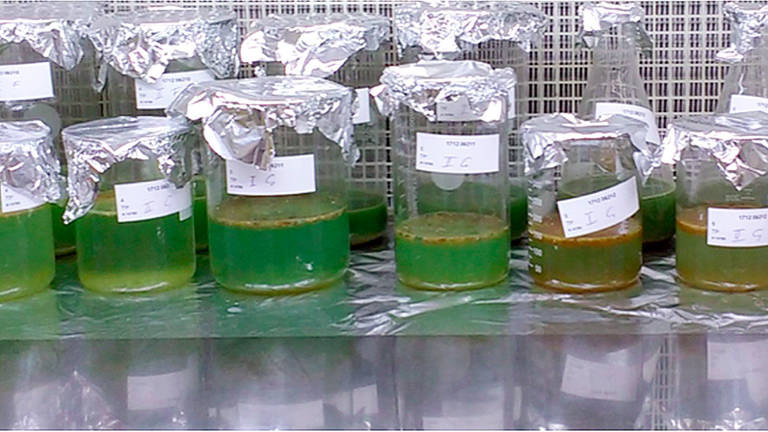 Análises realizadas em amostras de fezes humanas apontaram a presença de microplásticos de até nove tipos diferentes