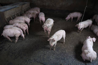 Pigs are seen at a backyard farm on the outskirts of Harbin