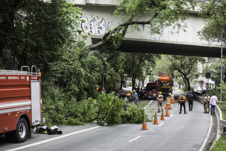 Queda de árvore forçou a interdição da avenida 23 de Maio, no sentido Interlagos, na manhã desta sexta-feira (26)