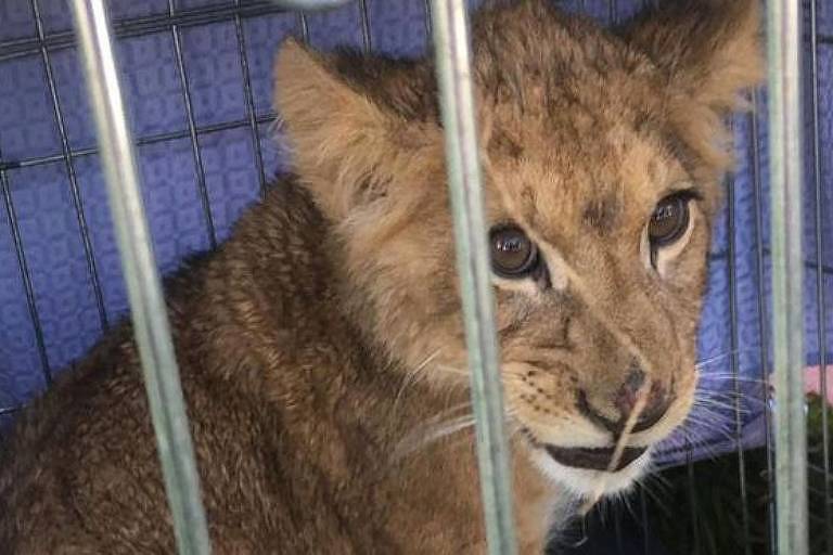 Este filhote de leão foi encontrado abandonado em cidade na Holanda recentemente