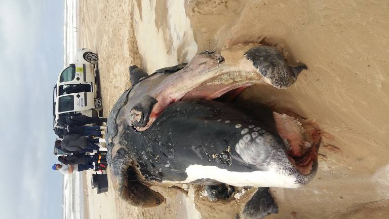 Máscaras no mar. Morte de pinguim alerta para os perigos dos resíduos da  pandemia