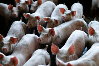 Pigs are seen standing in a pen at a farm in Carambei