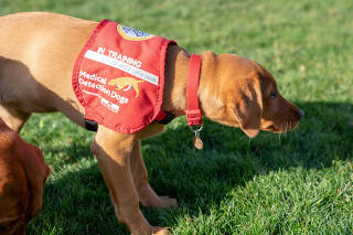 A dog from charity Medical Detection Dogs, is seen in Milton Keynes