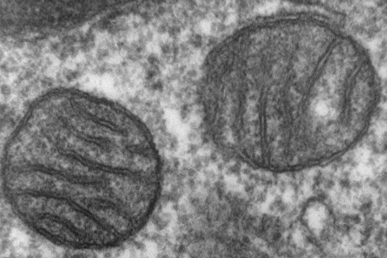 Mitocôndria, de origem bacteriana, hoje permite a respiração celular nas nossas células: