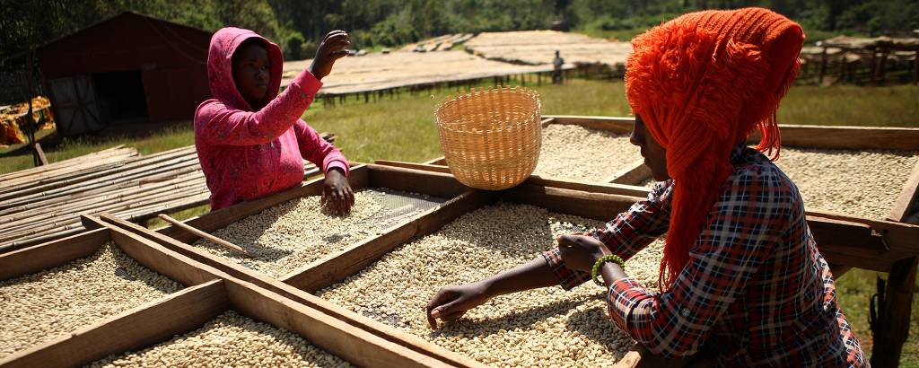 Secagem de grãos de café em cooperativa de Irgachefe, região produtora mais conceituada da Etiópia