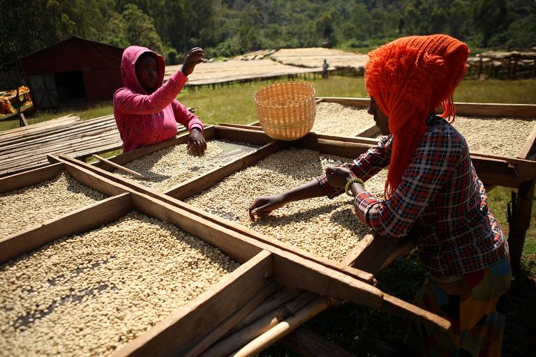 Na Etiópia, turista prova café na rua, na fazenda e na casinha de sapê