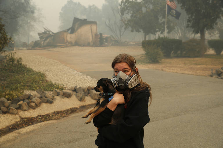 Animais sofrem com incêndios na Califórnia
