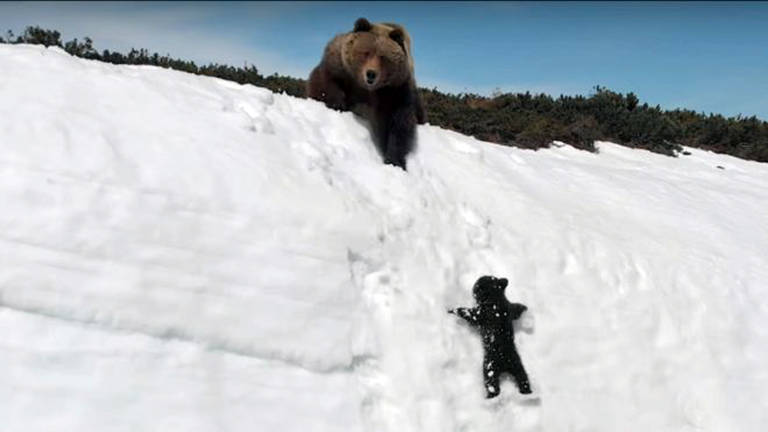 A história por trás do vídeo de ursinho tentando alcançar mãe em penhasco