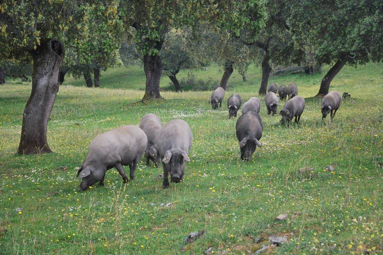 Porcos selvagens em fazenda na Espanha