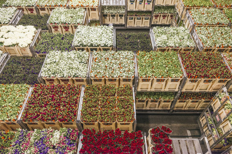 Flores em armazém em Aalsmeer, na Holanda, de onde milhares são enviadas a diversas partes do mundo, inlcuindo o Reino Unido 
