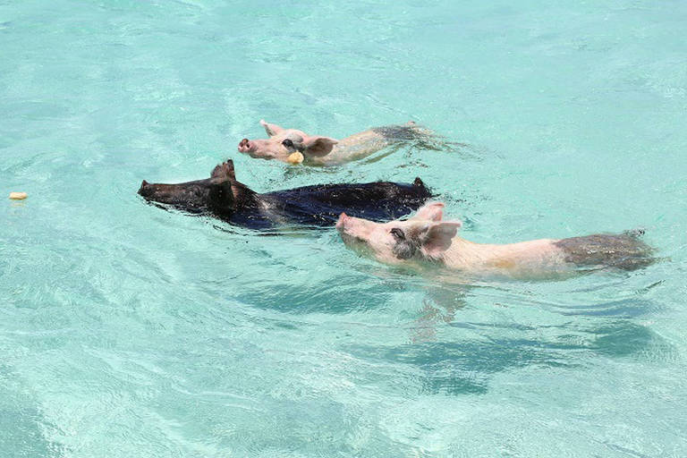 Porcos nadadores das Bahamas