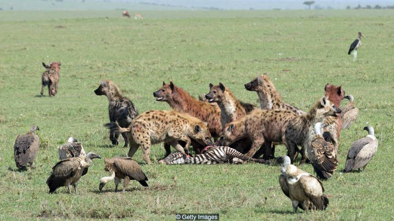 As hienas fêmeas são maiores que os machos e determinam a direção em que o grupo deve seguir