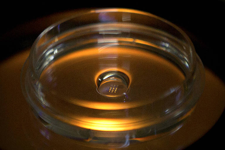 Embriões modificados pela técnica Crispr