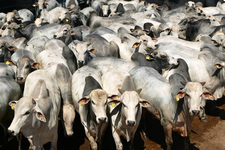 Frigorífico Minerva vai se tornar sócio da empresa chinesa JoeyFoods para distribuir carne bovina diretamente no gigante asiático