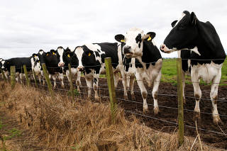 FILE PHOTO: Dairy cattle graze in a field in Scotland