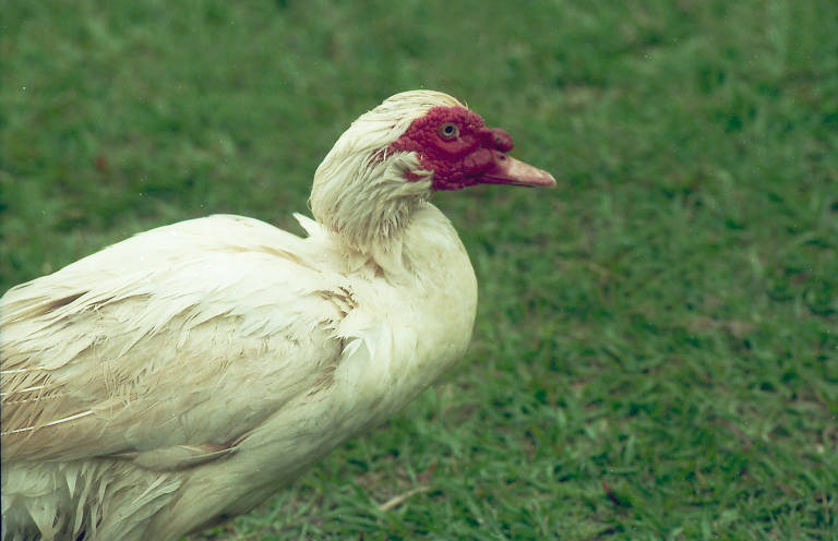 Pato que quase foi furtado por dois homens no parque Ibirapuera