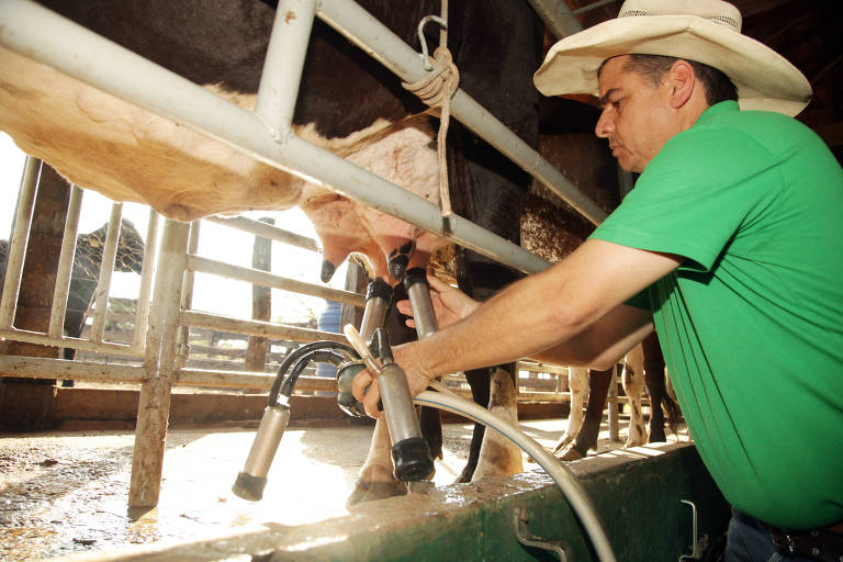 Produtor rural ordenha vaca em Barretos (SP)