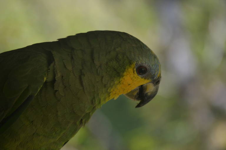 papagaio-verdadeiro; Amazona aestiva
