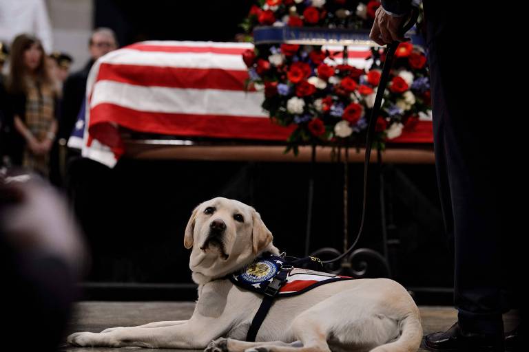 Cachorro deitado ao lado do caixão do ex-presidente Bush