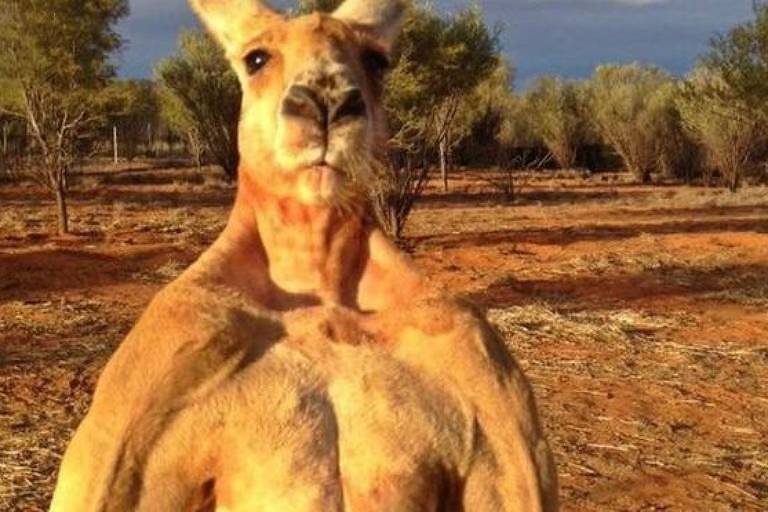 Roger, o canguru que ganhou fama por seu porte físico, morreu aos 12 anos na Austrália