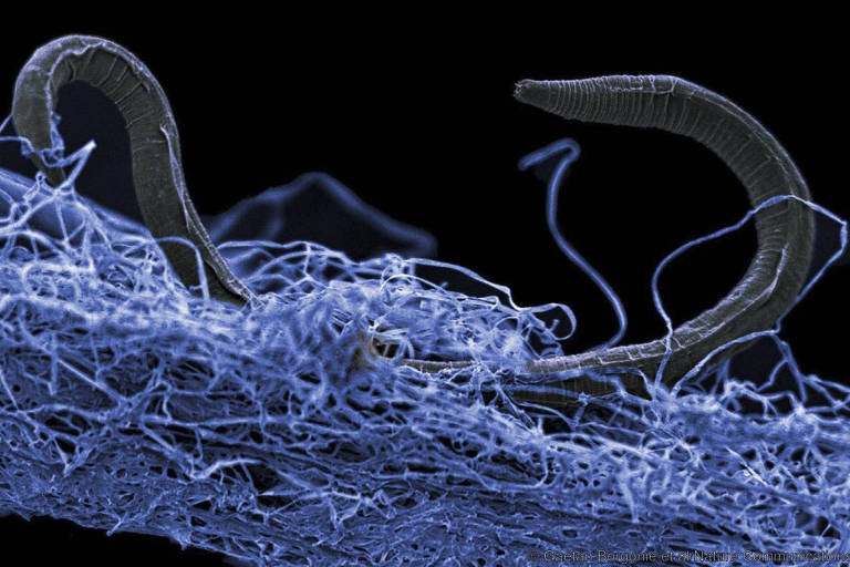 Ecossistema subterrâneo com bilhões de microorganismos é encontrado por cientistas