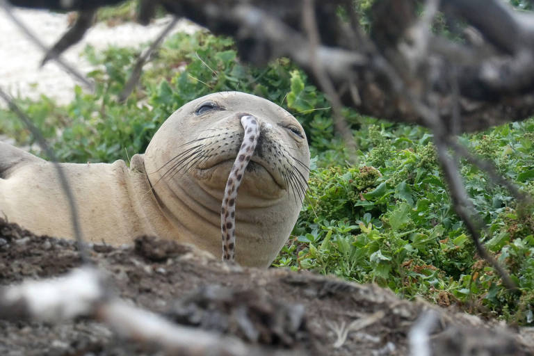 Jovem foca-monge com enguia morta presa na narina 