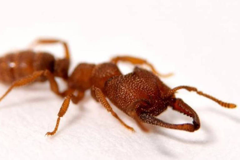 A formiga drácula, nome da Mystrium camillae, morde a uma velocidade 5 mil vezes mais rápida que uma picada de olho