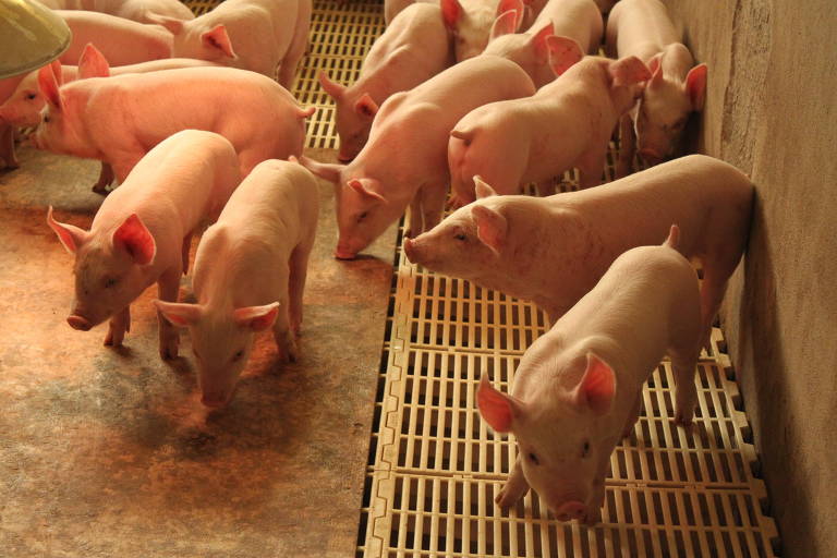 Brasil tem recorde na produção de carne e participação externa aumenta