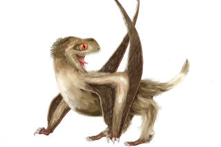 A Daohugou pterosaur based on Jurassic Period fossils unearthed in China is seen in this illustration